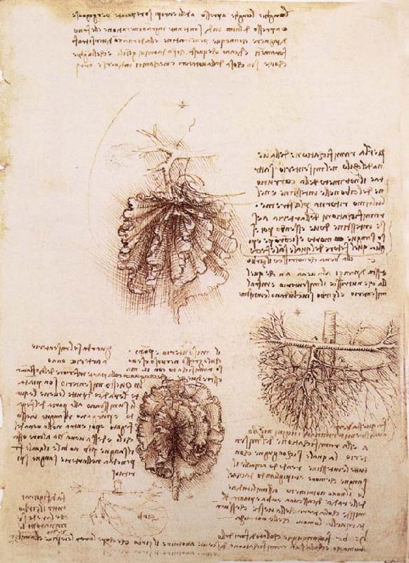LEONARDO da Vinci Gekrose of the intestine and its Gefabsystems oil painting image
